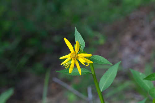 Verbesina alternifolia #1